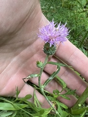 Cirsium carolinianum
