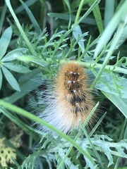 Acronicta auricoma