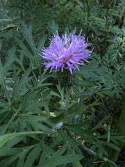 Cirsium carolinianum