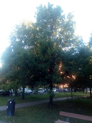 Quercus