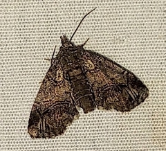 Paectes pygmaea