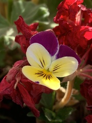 Viola tricolor