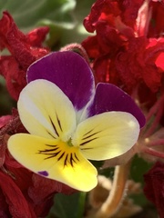 Viola tricolor