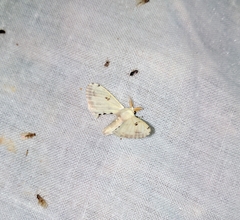 Penicillifera apicalis