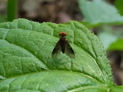 Chrysopilus quadratus