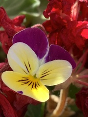 Viola tricolor