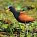 New World Jacanas - Photo (c) Cláudio Dias Timm, some rights reserved (CC BY-NC-SA)