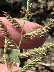 Urochloa mosambicensis