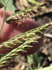 Urochloa mosambicensis