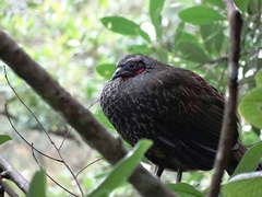 Penelope superciliaris