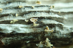 Mycocaliciales