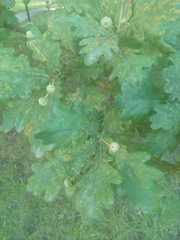 Quercus