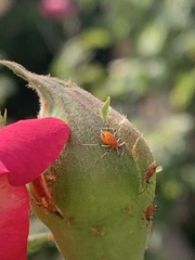 Macrosiphum rosae