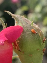 Macrosiphum rosae