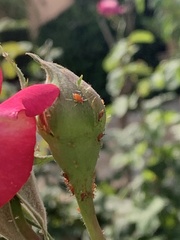 Macrosiphum rosae