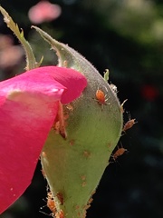 Macrosiphum rosae