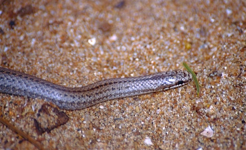 Befandriana Smooth Snake