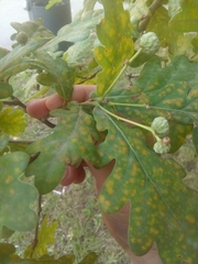 Quercus