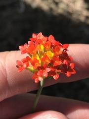 Lasiosiphon rubescens