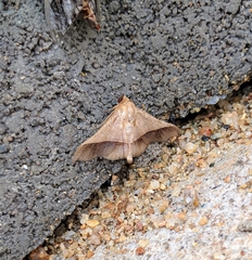 Chilkasa falcata