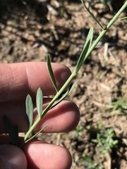 Lasiosiphon rubescens