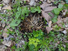 Britzelmayria multipedata