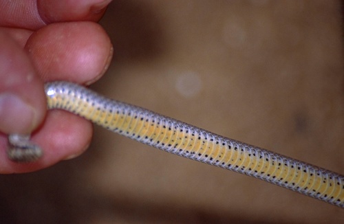 Befandriana Smooth Snake