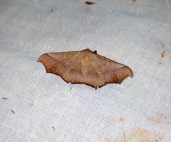 Chilkasa falcata
