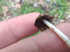 Britzelmayria multipedata