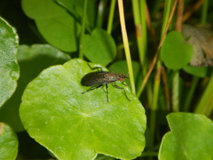 Coremacera marginata