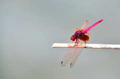 Trithemis aurora