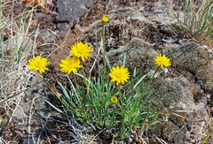 Erigeron linearis