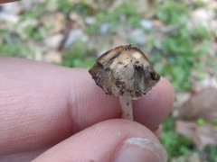 Britzelmayria multipedata