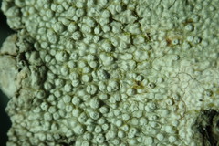 Pertusaria subvelata