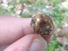 Britzelmayria multipedata