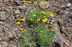 Erigeron linearis