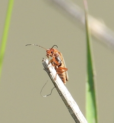Cantharis rufa