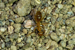 Myrmecocystus mexicanus