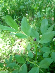 Vicia narbonensis