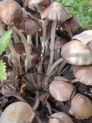 Britzelmayria multipedata