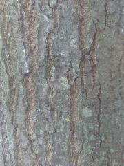 Quercus