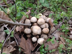 Britzelmayria multipedata