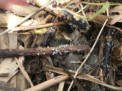 Lachnum controversum