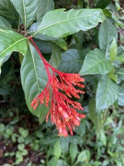 Palicourea crocea