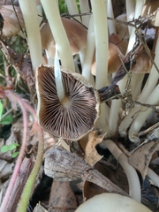 Britzelmayria multipedata