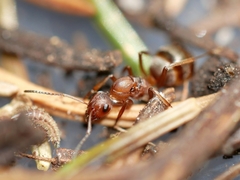 Formica densiventris