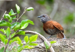 Synallaxis erythrothorax