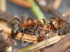 Formica densiventris