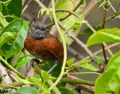 Synallaxis erythrothorax