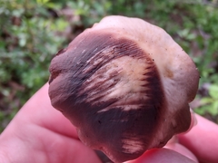 Britzelmayria multipedata